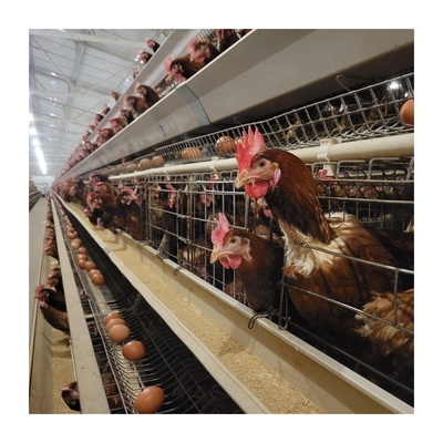 H형 자동 층 닭고기 케이지 달걀 생산을 위한 가축 장비