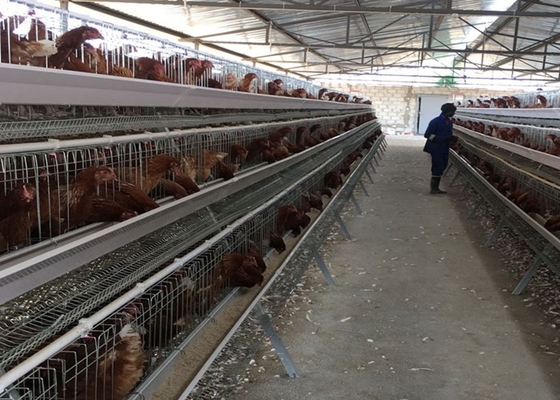 계란 PVOC 층 2000 새를위한 닭 닭 닭 닭 닭 농장 건설