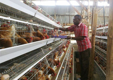 탄자니아 농장 4 층 닭 층 건전지 감금소, 가금류는 체계를 감금합니다