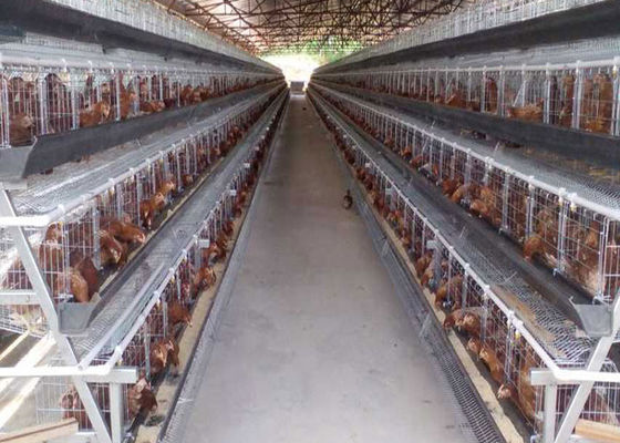 아연 도금 자동 농업 Q235 닭 사육 케이지
