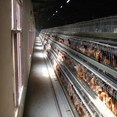 가금류 농장 장비를 위한 상업적 동물 자동 닭 레이어 우리