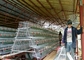 3 층들 4 공간 500-1000 조류 닭 사육은 필리핀 농장을 위해 가둡니다