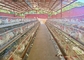 닭고기 농장 자동화 된 3 층 및 4 층 가축 격리