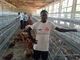 가금류 농장을 위한 Q235 층 닭 건전지 감금소 닭 지류