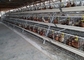 가금류 사육장을 위한 120 조류 자동 가금류 새장 직류 전기로 자극된 대용량
