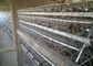 에이치형은 남아프리카 공화국  시장을 위한 자동 베티리 가금류 사육장 라르 닭 새장을 활성화했습니다