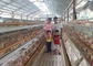 에이치형은 남아프리카 공화국  시장을 위한 자동 베티리 가금류 사육장 라르 닭 새장을 활성화했습니다