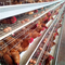 1000 닭 레이어 농장을 위한 타입 뜨거운 직류 전기로 자극된층 헨 새장