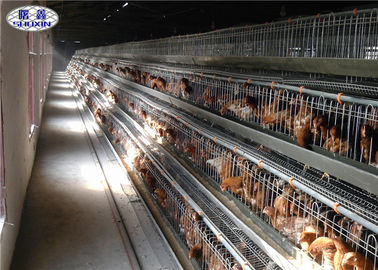 유형 가금류 닭은 전기 직류 전기를 통한 표면 120 닭 수용량을 감금합니다