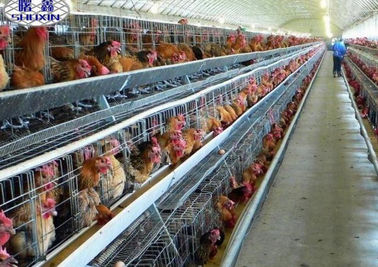 보츠와나 농장에 있는 자동적인 층 닭 감금소 가금류 건전지 감금소 체계