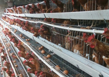 4 상업적인 닭 농장을 위한 층 128 수용량 H 유형 층 닭 감금소