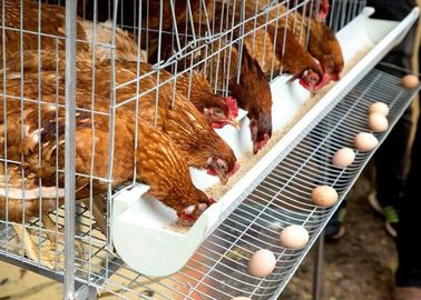 계란 층 닭 건전지 감금소, 농장 놓는 암탉 가금류 층 감금소 체계