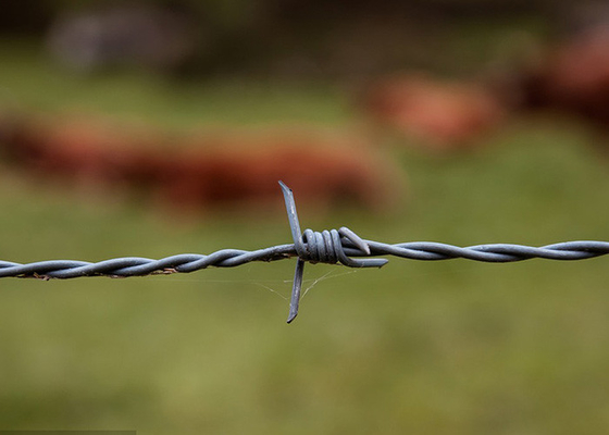 핫 디프 가탈vanized 스틸 듀얼 트위스트 Farm Barbed Wire Rolls