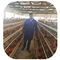 닭장 닭은 탄자니아에서 3/4 층들 능력 96-160 조류 고급 품질을 가둡니다